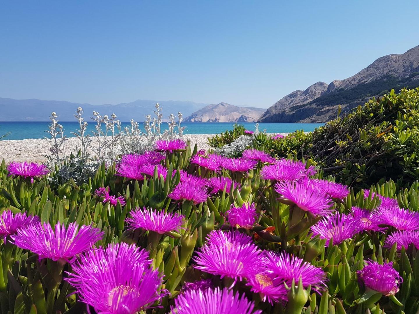 Guest house Nana - Baska (Krk)
